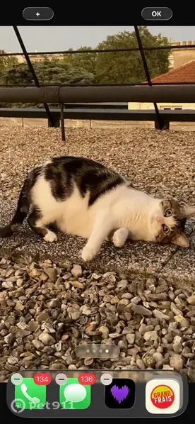 Chat perdu mâle, avenue du maréchal de Lattre de Tassigny, Boulogne-Billancourt - tacheté noir, blanc et marron - photo