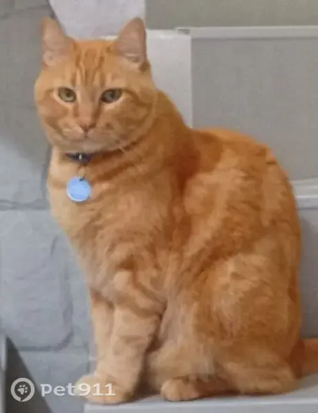 Perdido gato macho, Rua Ernesto Augusto Cleto, 297 - idoso, grande, laranja, olhos verdes - photo