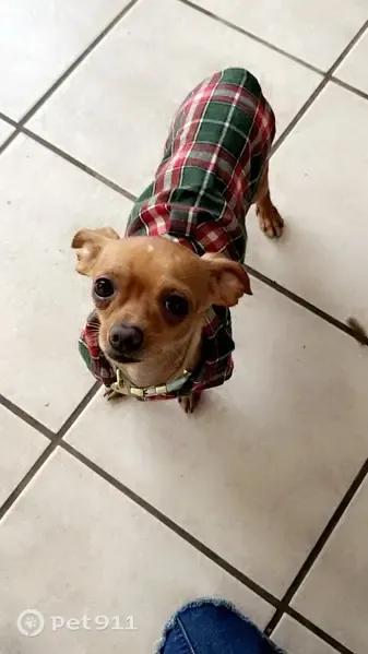 Lost dog, North San Horacio Avenue, 655, San Antonio - male Chihuahua, friendly when called - photo