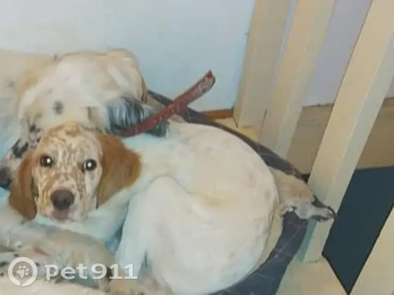 Chien perdu femelle, Bizonnes, Paris - chienne setter lemon, pucée, craintive - photo