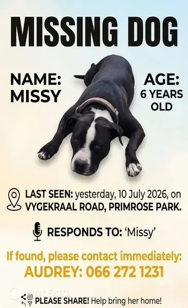 Lost dog, Vygekraal Road, 154, Lansdowne - female, black and white with a white patch on her nose and between her eyes - photo