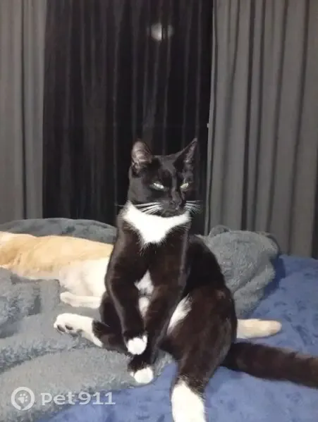 Lost cat, Johannesburg, Gauteng - male, black and white - photo