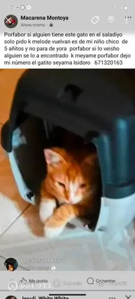 Perdido gato, Avenida Eduardo Dato, 69, Sevilla - naranja, 4 meses - photo