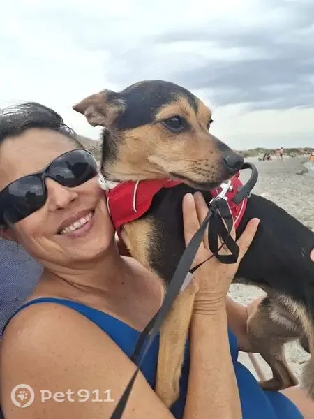Perdido perro macho, Carrer Argentina, 51, Guardamar del Segura, Torrevieja - macho sin castrar - photo