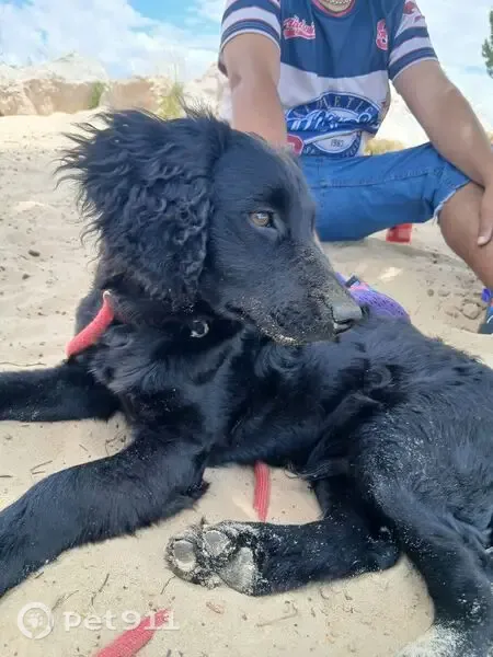 Perro perdido macho, Carretera Vereda de Cantarranas, Km 7, Vejer de la Frontera, Chiclana de la Frontera - cachorro negro de pelo rizado - photo