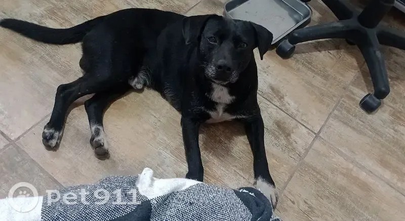 Encontrado cachorro macho preto e branco, Avenida Jacu-Pêssego, São Paulo - photo