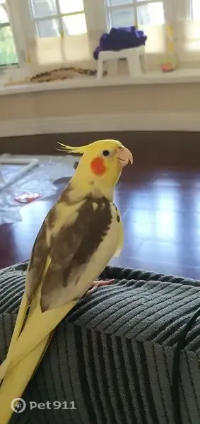 Lost bird, Renforth Drive, 284, Youngstown — yellow face and tail, gray and white wings - photo