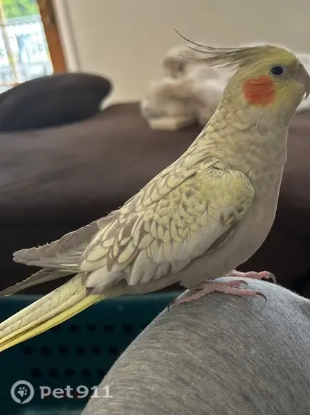 Lost bird, Westwood Avenue, 668, Long Branch, Ship Bottom - very friendly, likes to sit on your head - photo