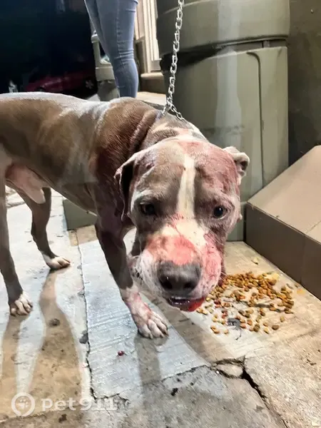 Encontrado perro macho, Privada Emiliano Zapata, Cuernavaca - color gris con blanco y ojos café claro - photo