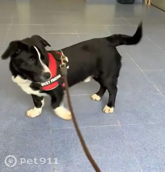 Perro perdido macho, Rúa das Casas Novas, Santiago de Compostela, Vigo - pequeño negro con patas y morro blanco - photo