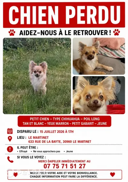 Chien perdu mâle, Rue de la Bayte, 633, Montpellier - collier jaune - photo