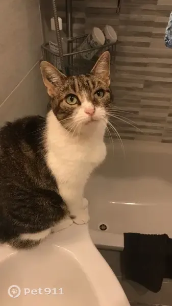 Chat perdu femelle, Rue Harpéa, 10, Saint-Pierre-d'Irube, Mouguerre - queue en tire-bouchon - photo