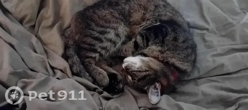 Chat perdu mâle, Fayence — tigré tabby, collier rouge avec clochette - photo