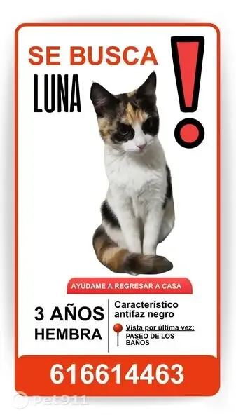 Perdido gato hembra, Paseo los Baños, Roquetas de Mar, Mostoles - gata tricolor con antifaz negro - photo