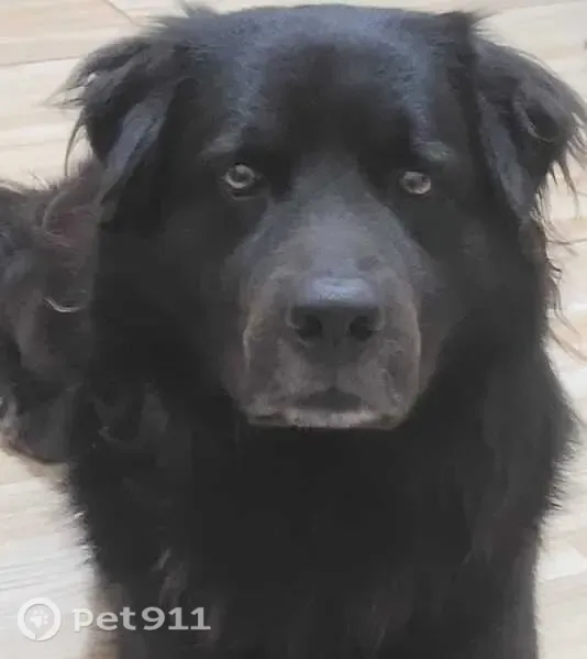 Perdido cachorro macho, Rua Cândido de Oliveira Carvalho, 1025 — todo preto, raça chowchow - photo