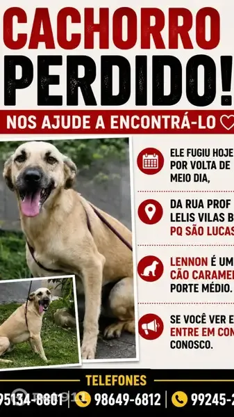 Perdido cachorro macho, Rua Professor Lelis Vilas Boas, São Paulo - cão caramelo claro, porte médio - photo