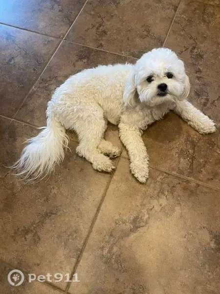 Lost dog, West Reeves Avenue, 72, San Tan Valley, Queen Creek - male, white coat, black nose - photo
