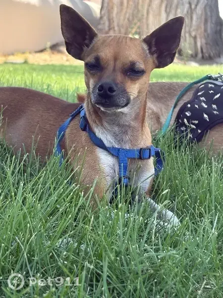 Lost dog - female, Arno Street Northeast, Houston - 6 lb, curled tail - photo