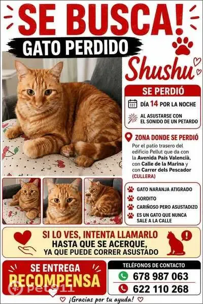 Perdido gato macho, Cullera, Valencia, España - photo