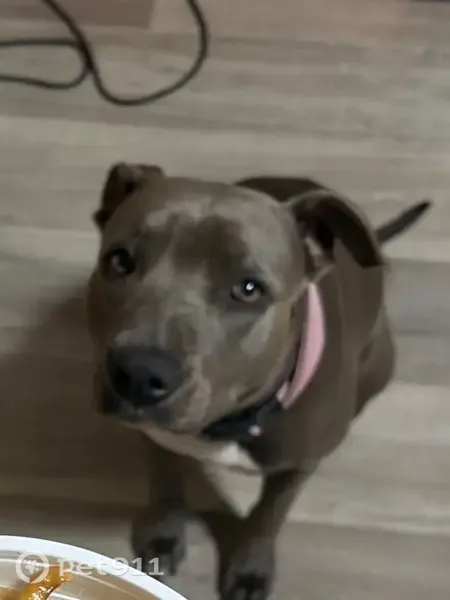 Lost dog, Rae Street, Mackay - blue coat with white chest - photo