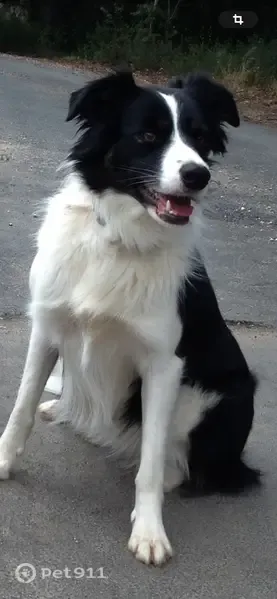 Chien perdu, femelle, Cabrières, Montpellier — noire et blanche, âgée de 15 ans, sourde - photo