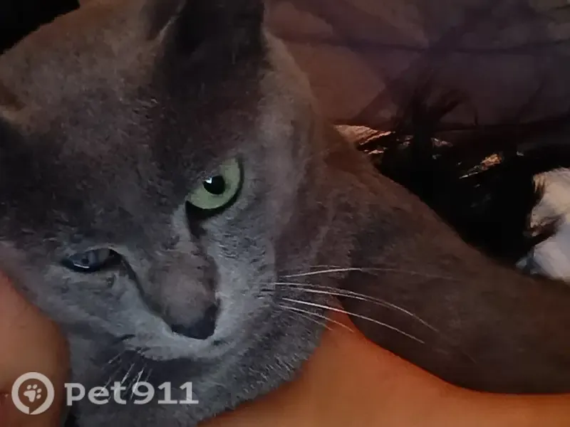 Perdido gato macho, Prolongación Tacámbaro, Cuautla - tuerto y totalmente gris - photo