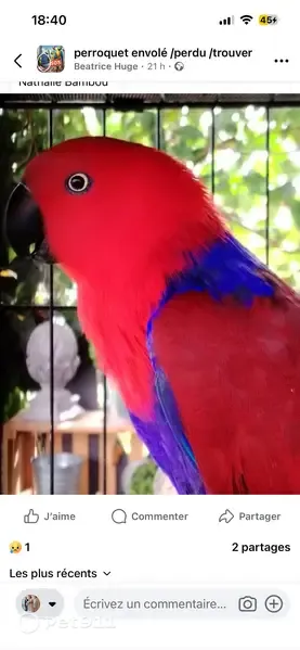 Perdue oiseau femelle, Martigues, Provence-Alpes-Côte d'Azur, Arles - petit perroquet eclectus rouge et bleu - photo