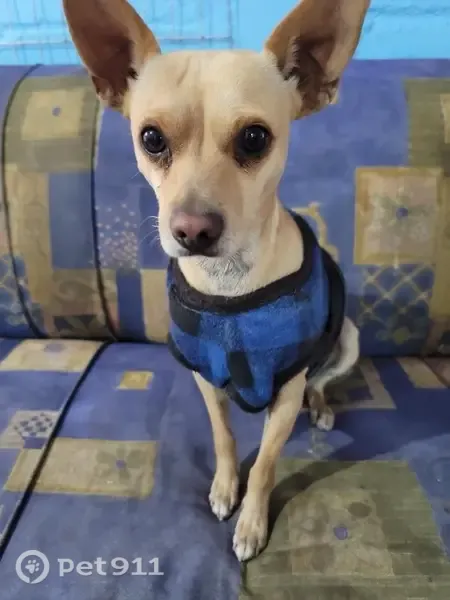 Perdido perro macho, Santos Degollado, 131, Celaya - orejas grandes y levantadas - photo