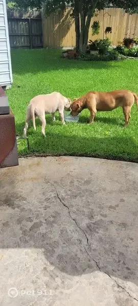 Found dog, Baron's Place, 17, Conroe, Houston - photo