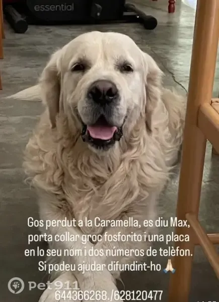 Perdido perro macho, La Caramella, 43520, Tarragona, España, Tortosa - blanco y muy sociable - photo