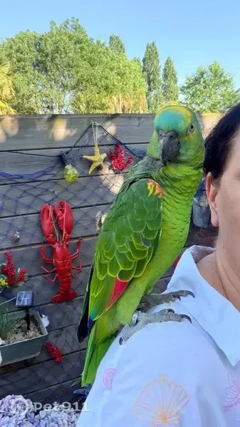 Perdue oiseau mâle, Impasse de la Fontaine, 13, Courçon - photo