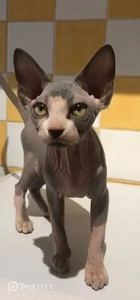 Chat perdu mâle, Rue Charles de Gaulle, 719, Portes-lès-Valence - chat sans poil sphynx gris et blanc - photo