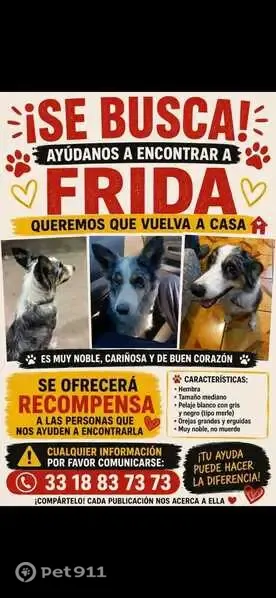 Perdido perro hembra, Leon de los Aldama - raza borde colli mirlo - photo
