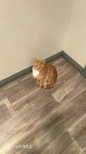 Lost cat, Kingfisher Street, Hobart — male, ginger, microchipped - photo