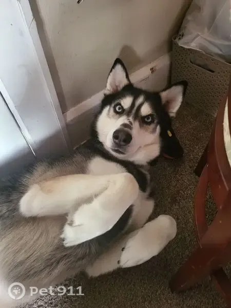 Lost dog, Kellogg Avenue, 1333, Akron - very friendly husky named Bandit - photo