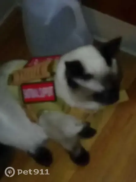Lost cat, Northeast A Street, 825, Grants Pass — chocolate Siamese, missing right eye - photo
