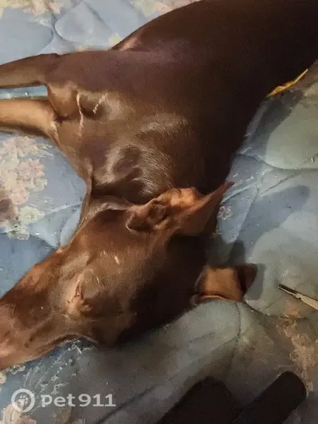 Lost dog, Grenfell Avenue, 20, Taylor, Sydney — female, may bark at first - photo