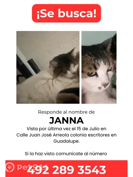Perdido gato hembra, Ojo de Agua, Guadalupe - blanco con manchas cafés y una manchita cerca de la nariz - photo
