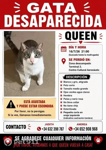 Perdido gato hembra, Camí Cal Mones, 26, El Prat de Llobregat - blanca y gris atigrada, ojos verdes - photo