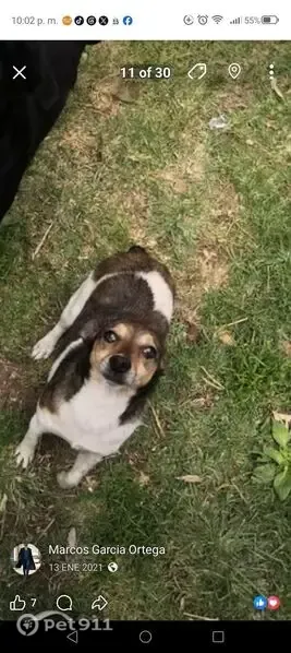 Perdido perro macho, Avenida de las Huertas, 477, Naucalpan de Juárez - manchas marrones y blanco - photo