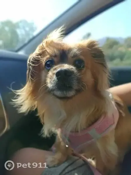 Perdido perro hembra, Diseminado el Hornillo, Andalucía, Valladolid — tamaño pekinés - photo