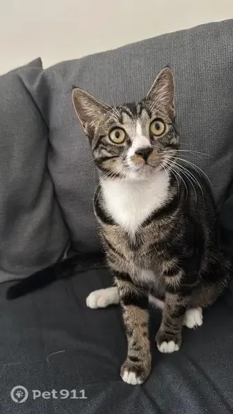 Lost cat, Lacre Road, ERF62023, Lansdowne - black, brown and white with a blue collar - photo