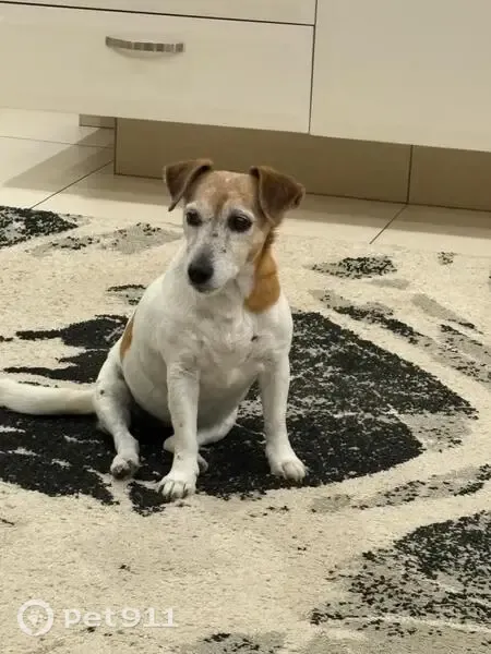 Lost dog, Eastmoor Crescent, 3, uMhlanga, Durban — female Jack Russell - photo