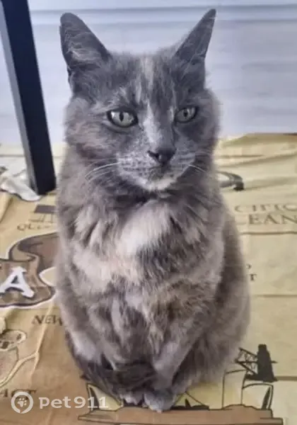 Lost cat, Bottlebrush Street, Adelaide, Angle Vale - very small, fluffy fur coat - photo