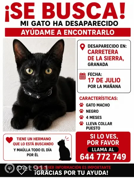 Perdido gato macho, Carretera de la Sierra, 35B, Granada - lleva collar - photo