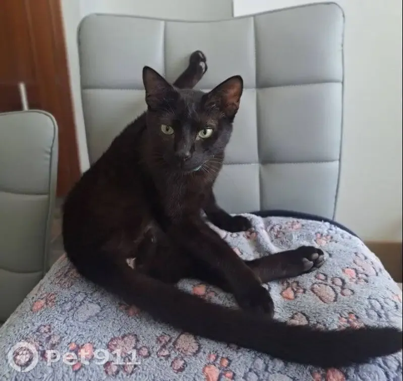 Perdido gato macho, Calle Camino de Salteras, 29, Espartinas, Mairena del Aljarafe — negro, con chip - photo