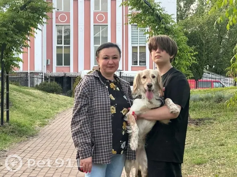 Зникла собака, вулиця Митрофана Довнар-Запольського, 6, Київ — золотистий окрас, англійський сетер, 2 роки, знає команди - photo