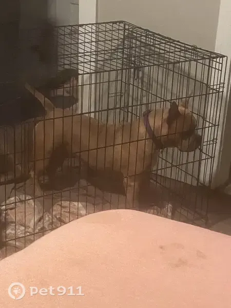 Lost dog, Grandmont Road, Detroit - female, tan body, white chest - photo