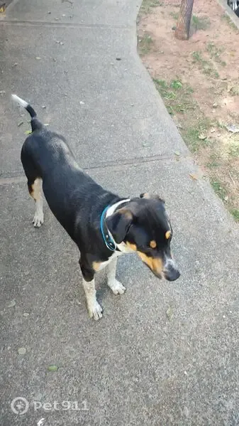 Encontrado cachorro macho, Avenida Nélsia Vannucci, 66 — se afasta de varas e avança em cães de pequeno porte - photo
