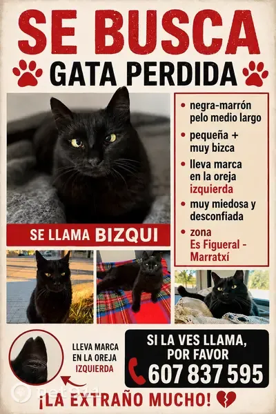 Perdido gato hembra, Carrer Germans Morell Cotoner, 76, Es Figueral - Can Farineta, Marratxi - pequeña y muy miedosa - photo